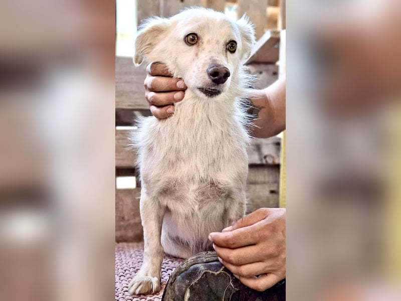 Amara muss dringend raus aus dem Shelter