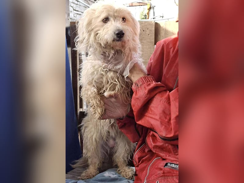 Leon – kleiner Hundejunge mit Charme Leon – kleiner Hundejunge mit Charme