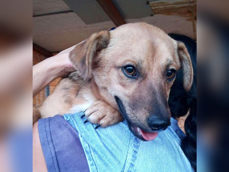 Spiky - süßer kleiner Dackel-Mix Spiky - süßer kleiner Dackel-Mix