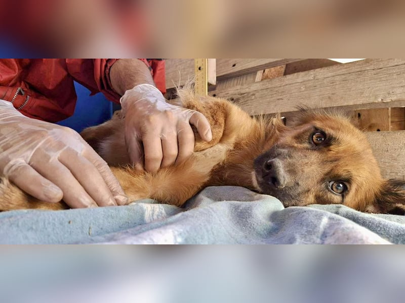 Felix sucht dringend seine Menschen