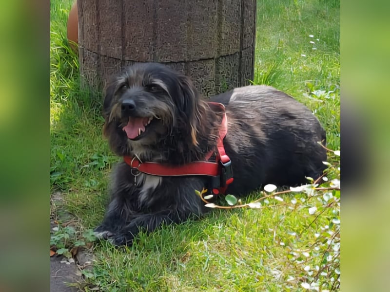 Leroy - ein Gartenliebhaber auf Heimatsuche