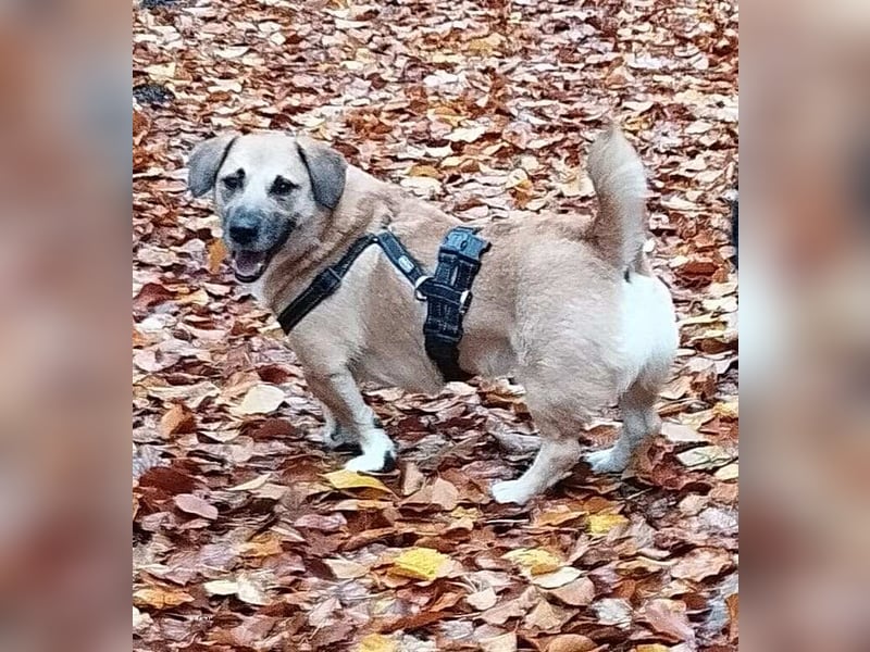 Strolch sucht sein Zuhause