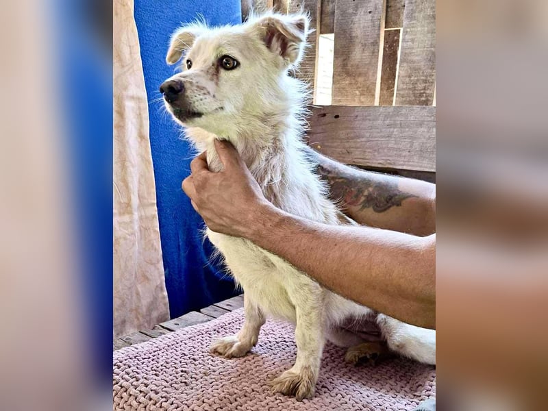Amara muss dringend raus aus dem Shelter