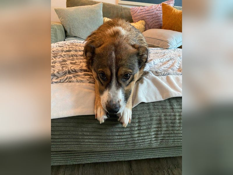 Ich bin Izzy - deine zukünftige Sofa-Partnerin mit Fell!