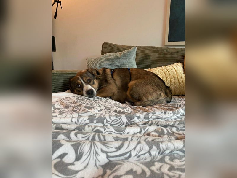 Ich bin Izzy - deine zukünftige Sofa-Partnerin mit Fell!
