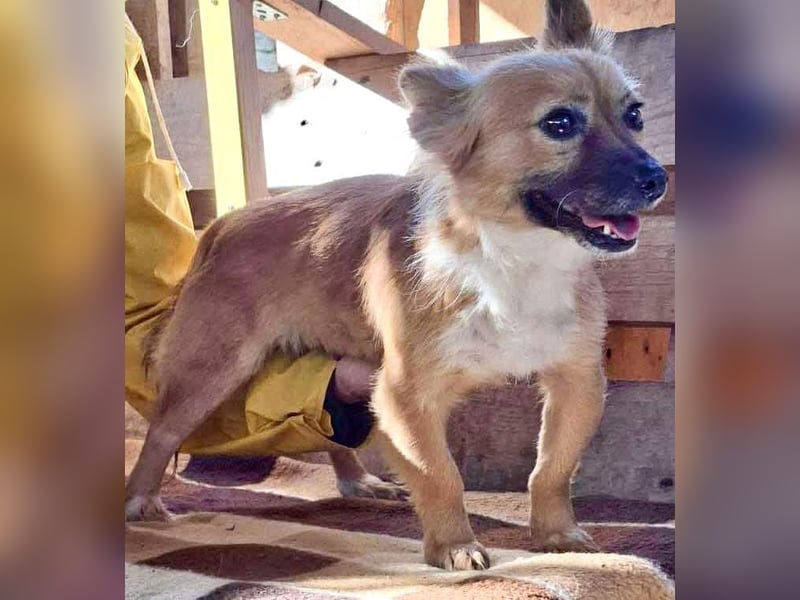 Kleine Frida – 6 kg Liebe auf vier Pfoten