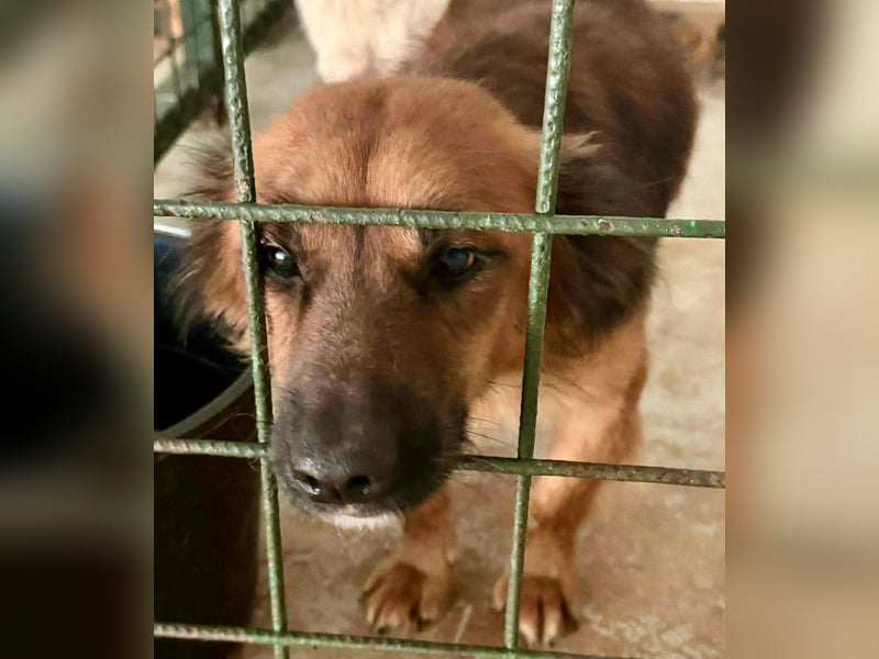 Felix sucht dringend seine Menschen