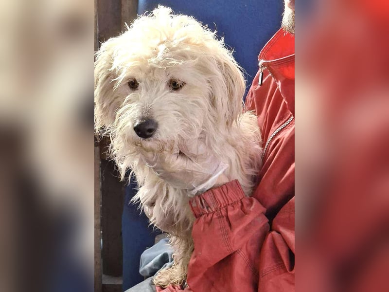 Leon – kleiner Hundejunge mit Charme Leon – kleiner Hundejunge mit Charme