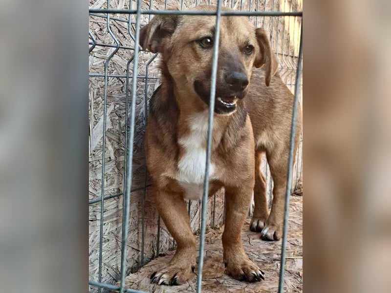 Spiky - süßer kleiner Dackel-Mix Spiky - süßer kleiner Dackel-Mix