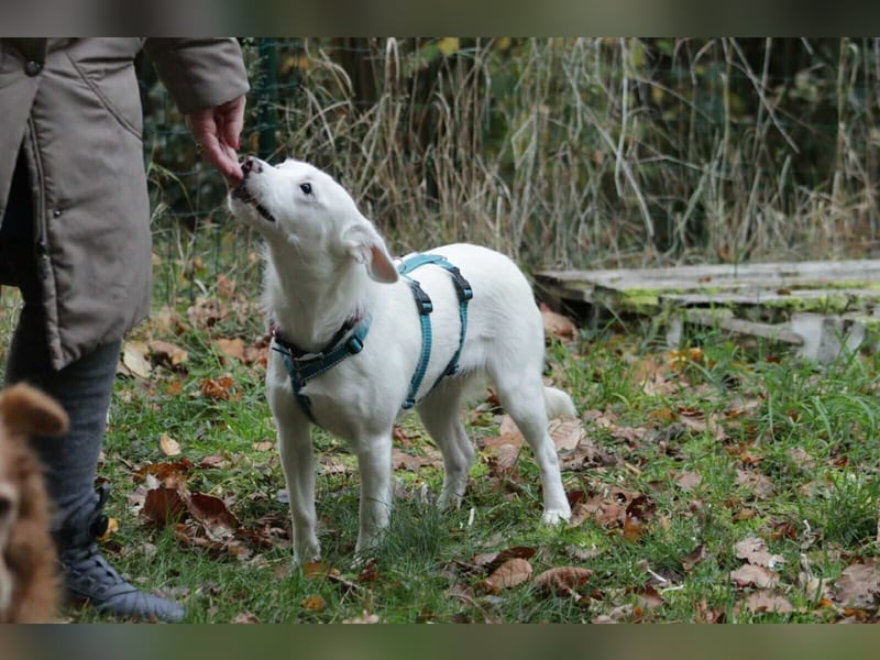 Schneeflöckchen Orla sucht ihr Glück!