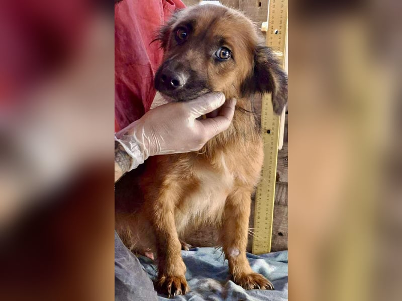 Felix sucht dringend seine Menschen