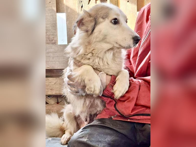 Lora – sanfte Maus braucht ruhiges Nest Lora – sanfte Maus braucht ruhiges Nest