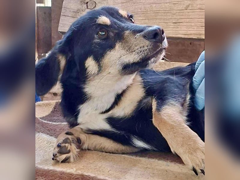 Junghund Frodo – kleiner Pfötchengeber & großer Schmuser