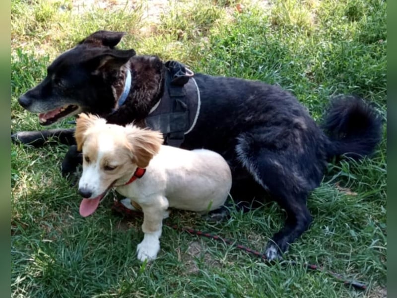 Milan – 7 Monate junger Kurzbein-Charmeur