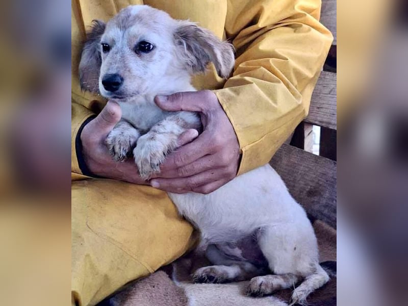 Freya – kleinbleibendes Hundekind zum Dahinschmelzen