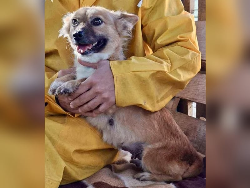 Kleine Frida – 6 kg Liebe auf vier Pfoten
