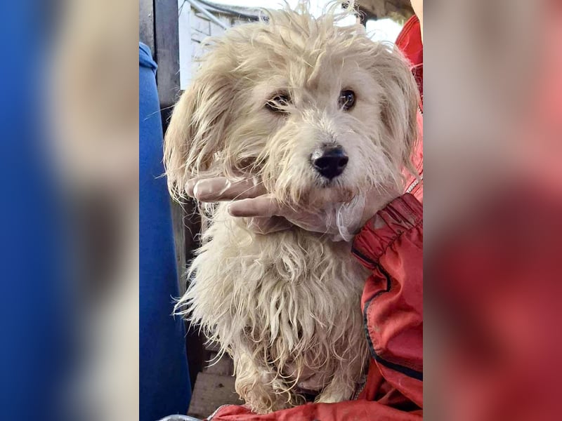 Leon – kleiner Hundejunge mit Charme Leon – kleiner Hundejunge mit Charme