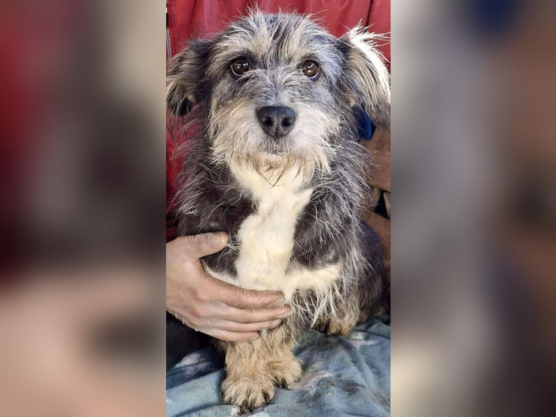 Lilly - zuckersüße Strubbelmaus