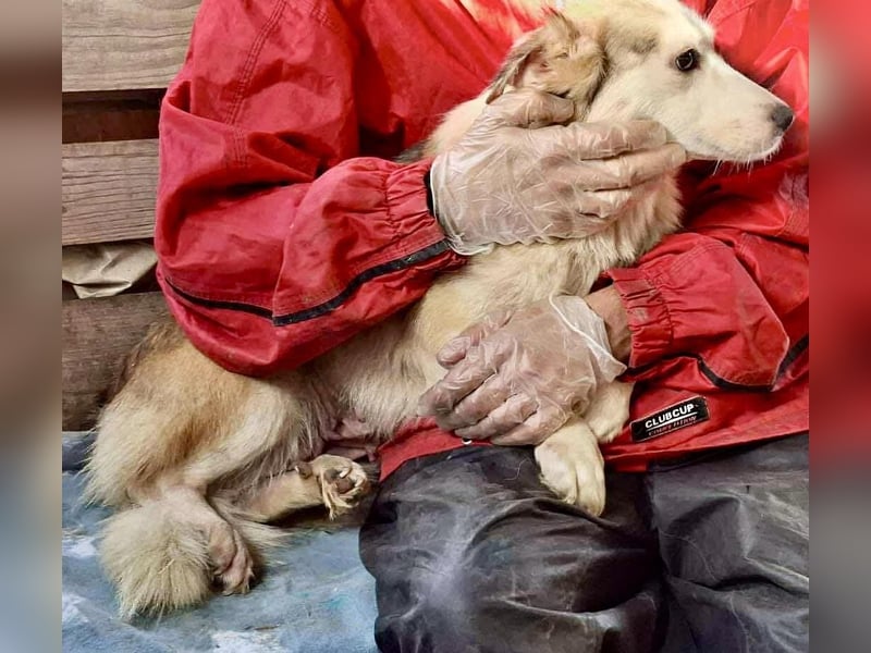 Lora – sanfte Maus braucht ruhiges Nest Lora – sanfte Maus braucht ruhiges Nest