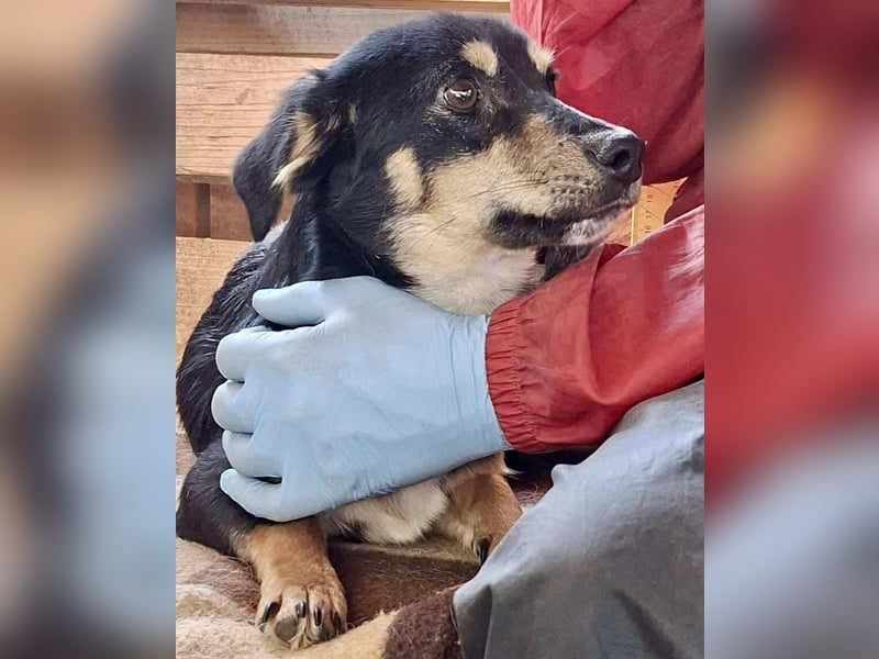 Junghund Frodo – kleiner Pfötchengeber & großer Schmuser