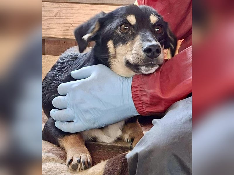 Junghund Frodo – kleiner Pfötchengeber & großer Schmuser