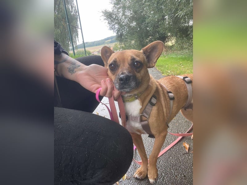 Kleine Nelly sucht Herz & Sofa
