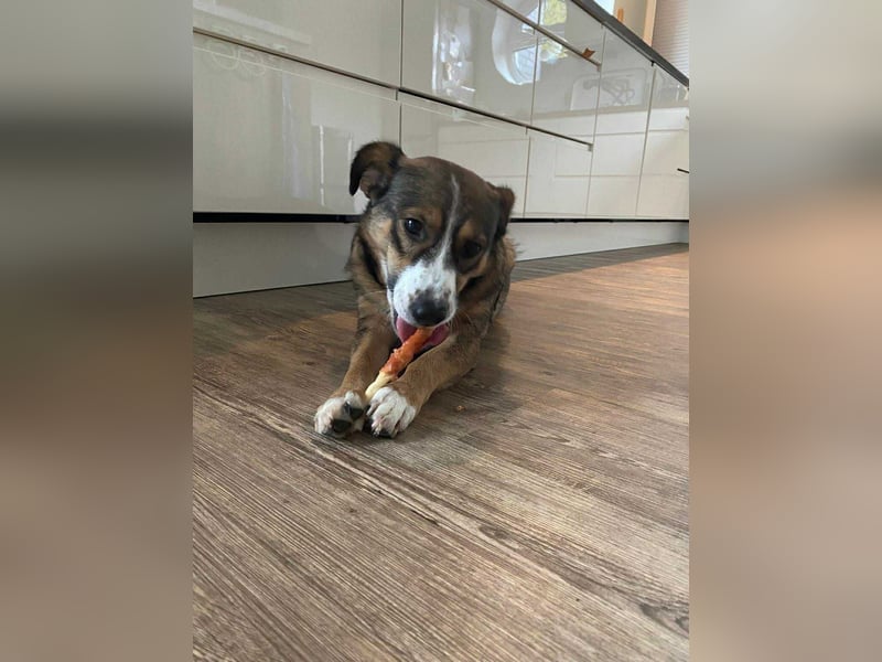 Ich bin Izzy - deine zukünftige Sofa-Partnerin mit Fell!