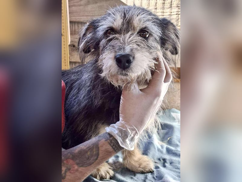 Lilly - zuckersüße Strubbelmaus