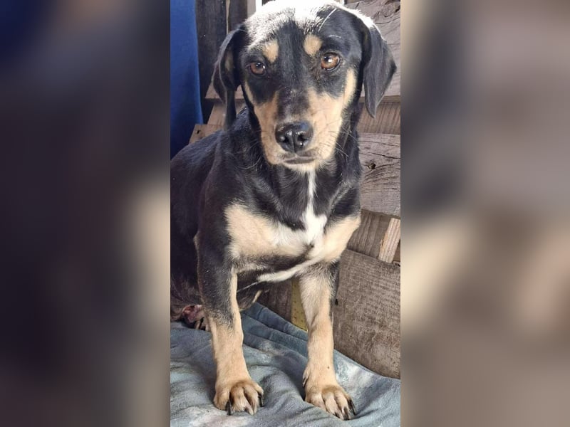 Kleine Fee – zauberhaftes Wesen