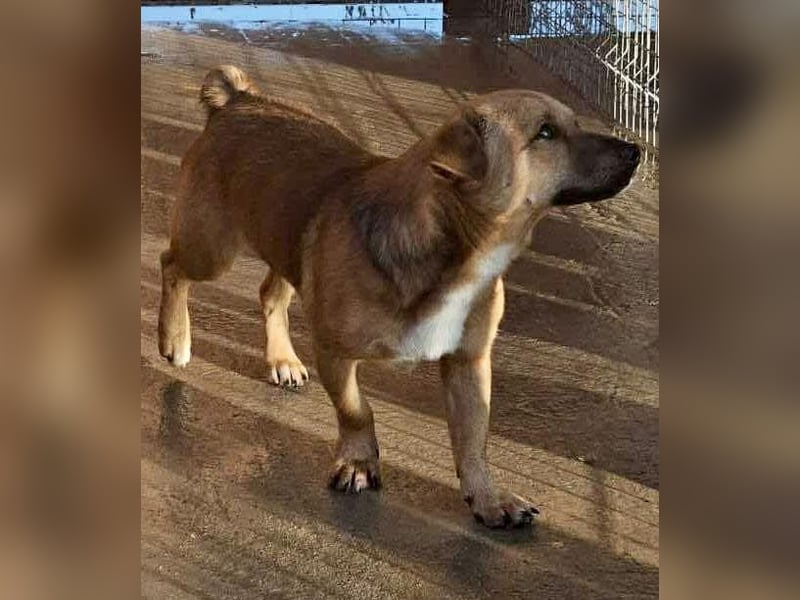 Spiky - süßer kleiner Dackel-Mix Spiky - süßer kleiner Dackel-Mix