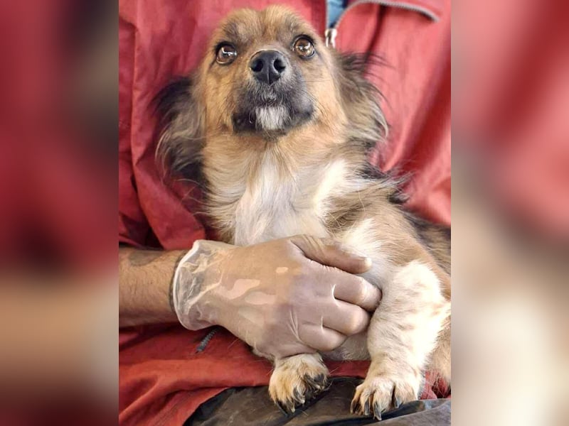 Mina - freundliche Schmusemaus