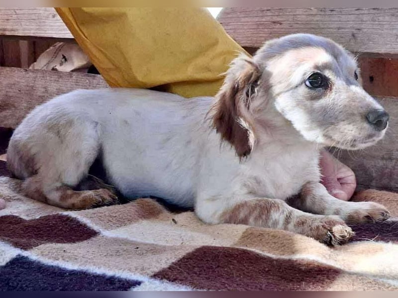 Freya – kleinbleibendes Hundekind zum Dahinschmelzen