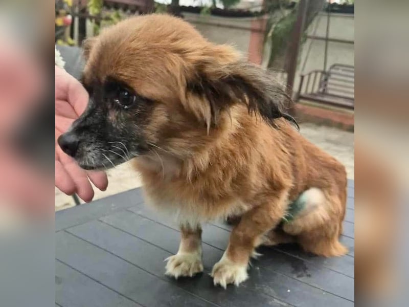 Lilo - klein, dankbar und verkuschelt