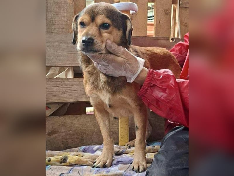Rocky – kleine Knutschkugel