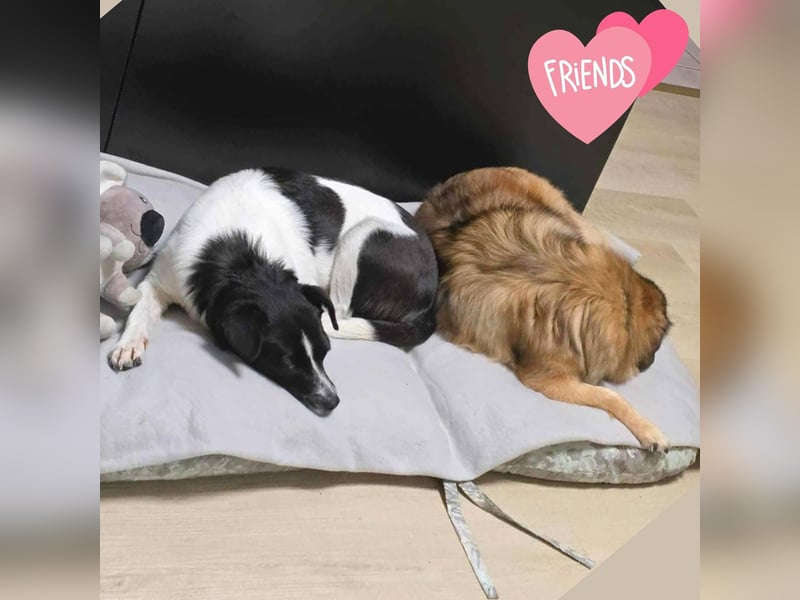 Kleine Junghündin Sunny - sonnige Gefährtin