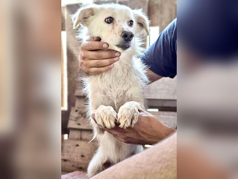 Amara muss dringend raus aus dem Shelter