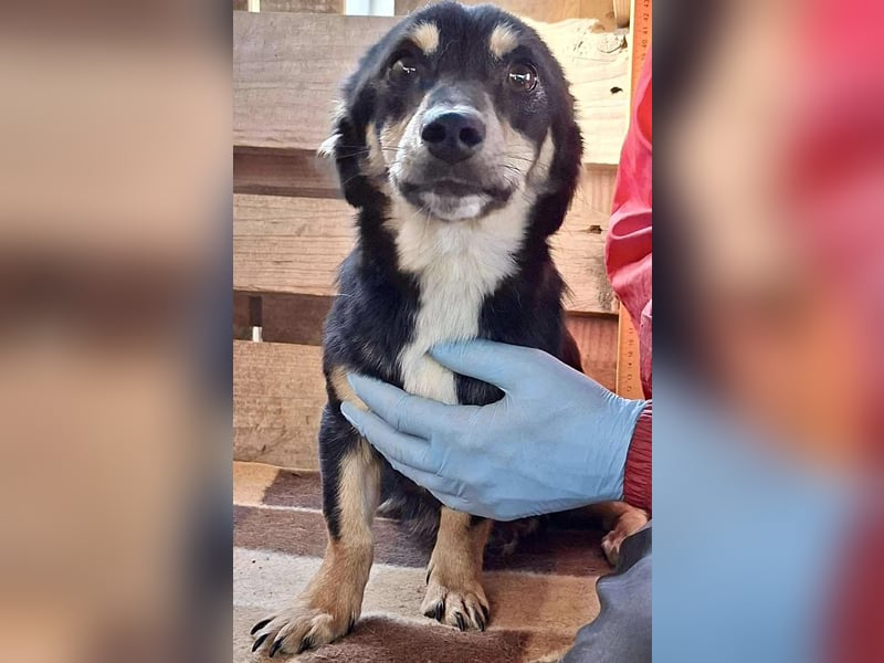 Junghund Frodo – kleiner Pfötchengeber & großer Schmuser