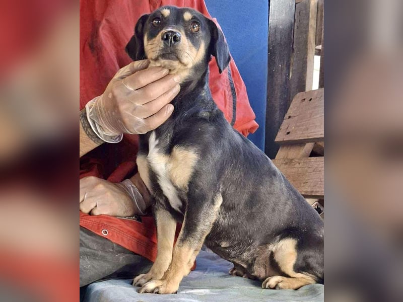 Kleine Fee – zauberhaftes Wesen