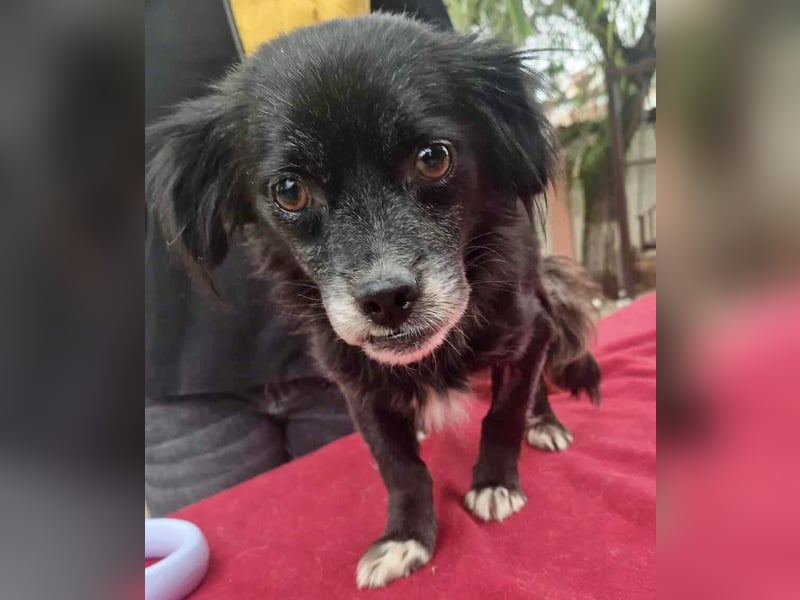 Gisa - zuckersüß, lieb & dankbar