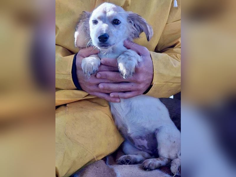 Freya – kleinbleibendes Hundekind zum Dahinschmelzen