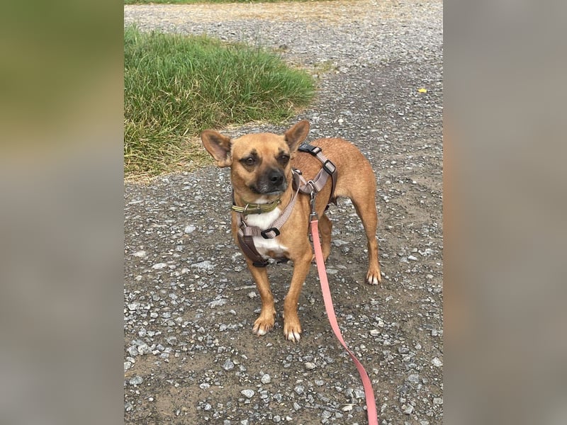 Kleine Nelly sucht Herz & Sofa