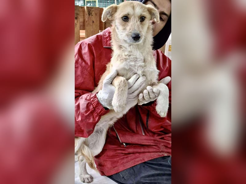 Frida - verschmust & freundlich