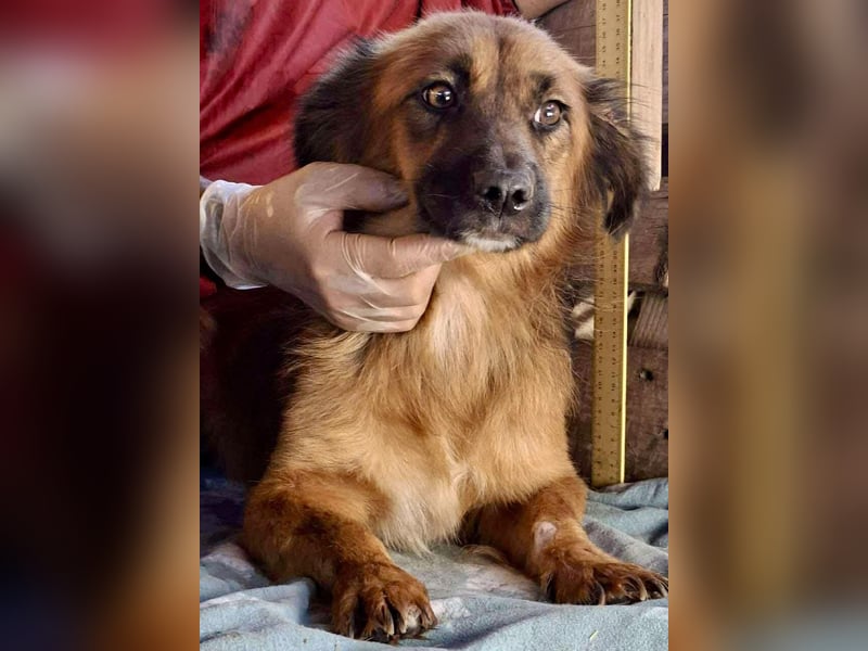 Felix sucht dringend seine Menschen