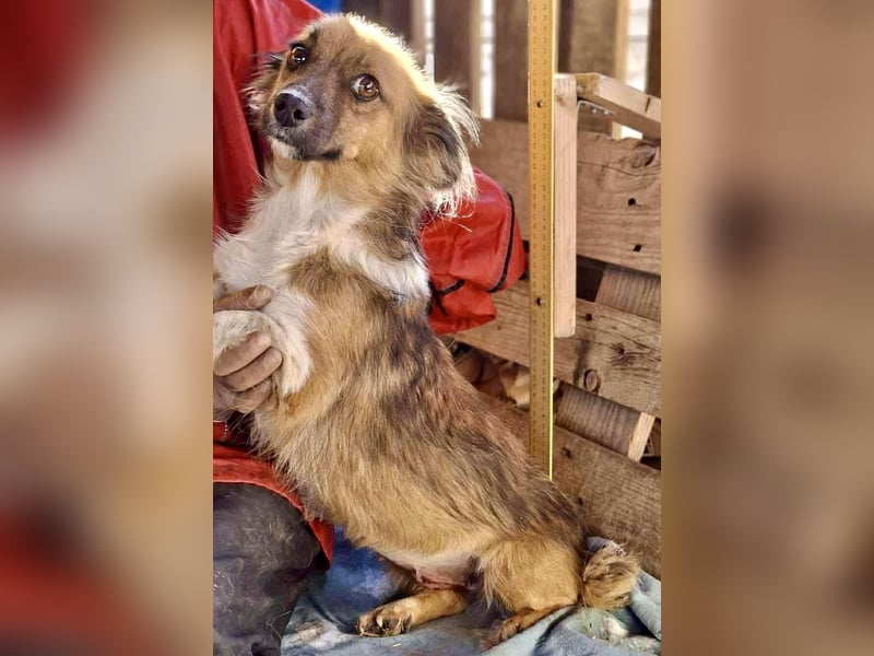 Mina - freundliche Schmusemaus