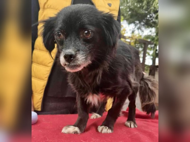 Gisa - zuckersüß, lieb & dankbar