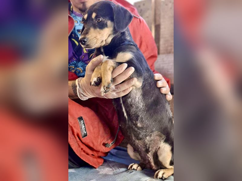 Kleine Fee – zauberhaftes Wesen