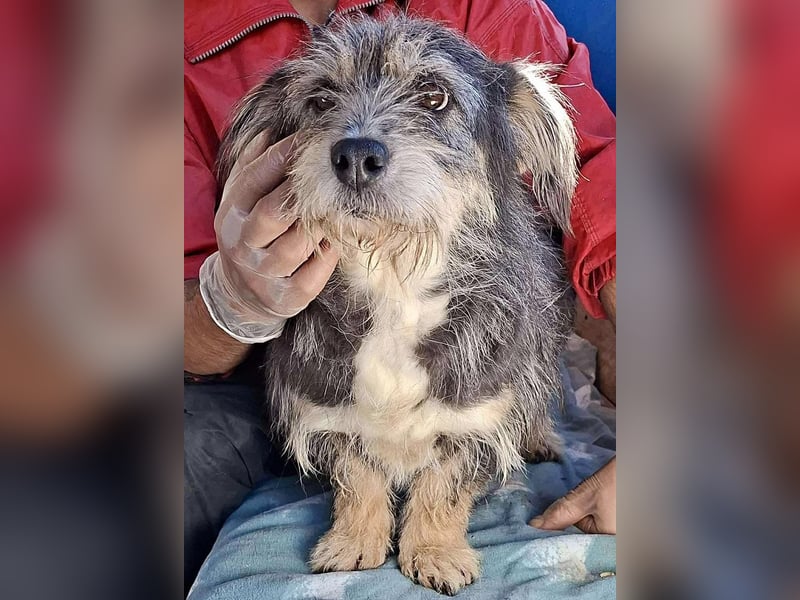 Lilly - zuckersüße Strubbelmaus