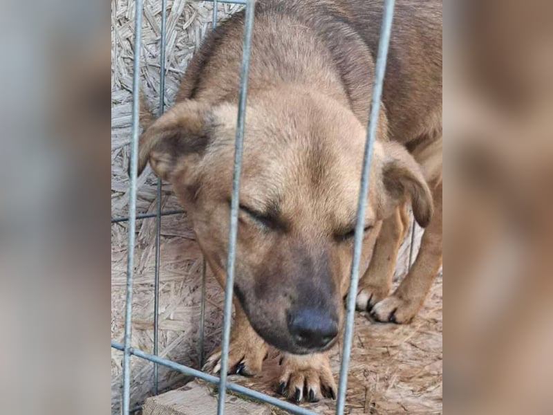 Spiky - süßer kleiner Dackel-Mix Spiky - süßer kleiner Dackel-Mix