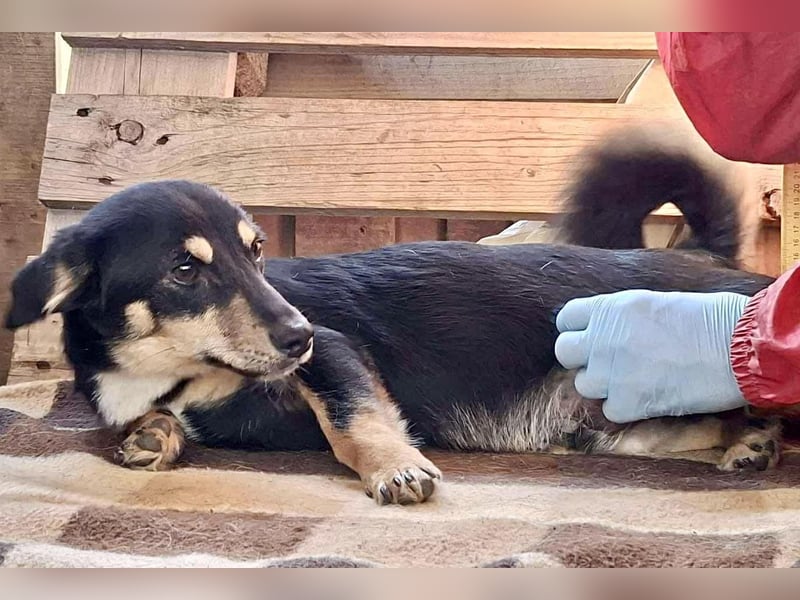 Junghund Frodo – kleiner Pfötchengeber & großer Schmuser
