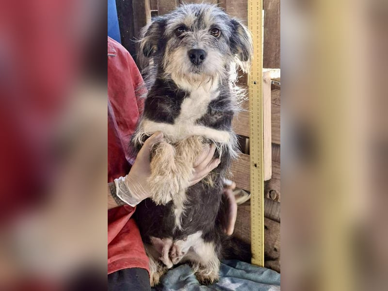 Lilly - zuckersüße Strubbelmaus